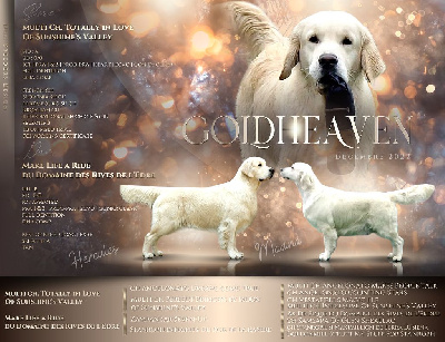 Gold Heaven - Golden Retriever - Portée née le 14/12/2022