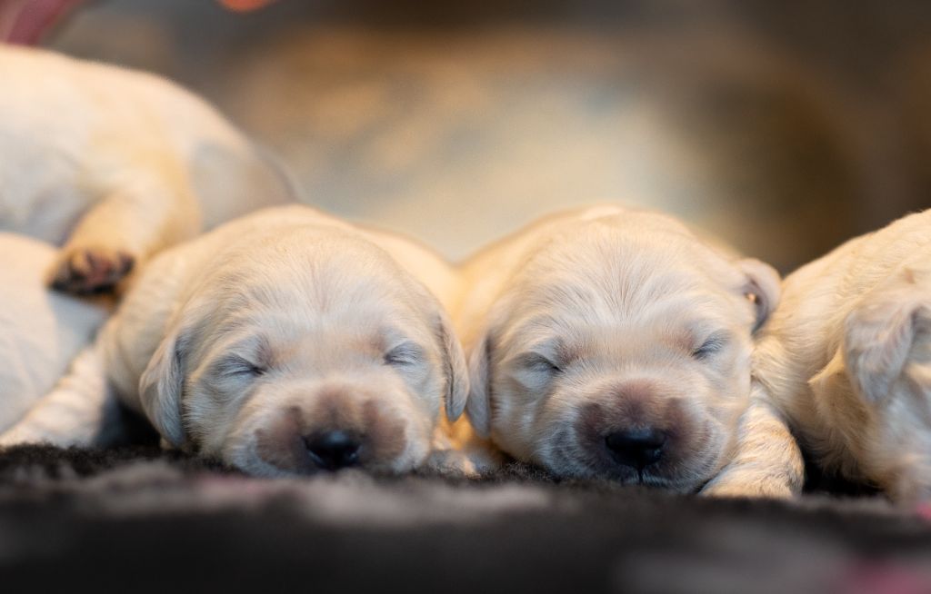 chiot Golden Retriever Gold Heaven