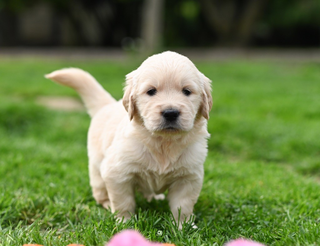 Gold Heaven - Chiots disponibles - Golden Retriever