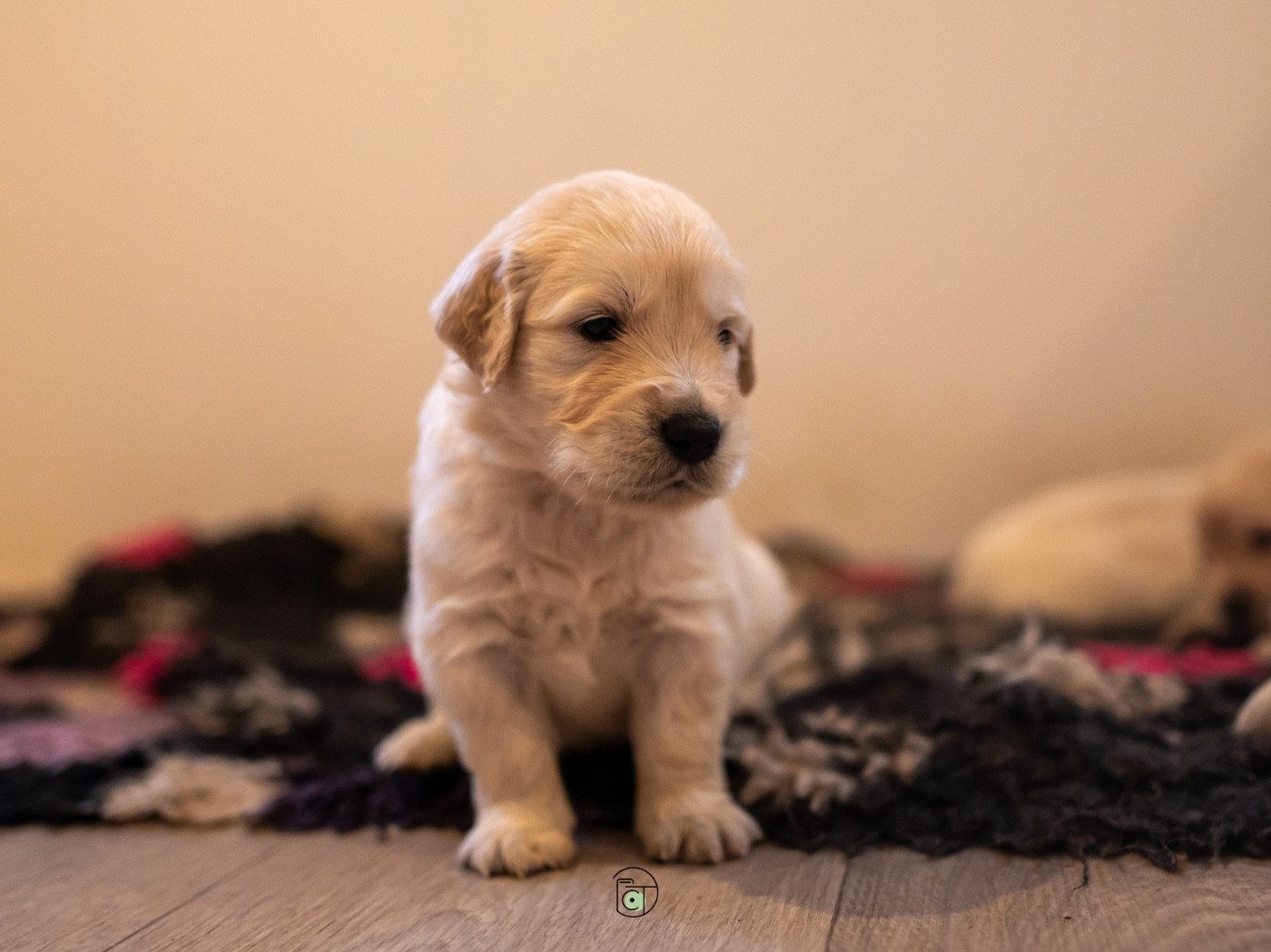 Gold Heaven - Chiots disponibles - Golden Retriever