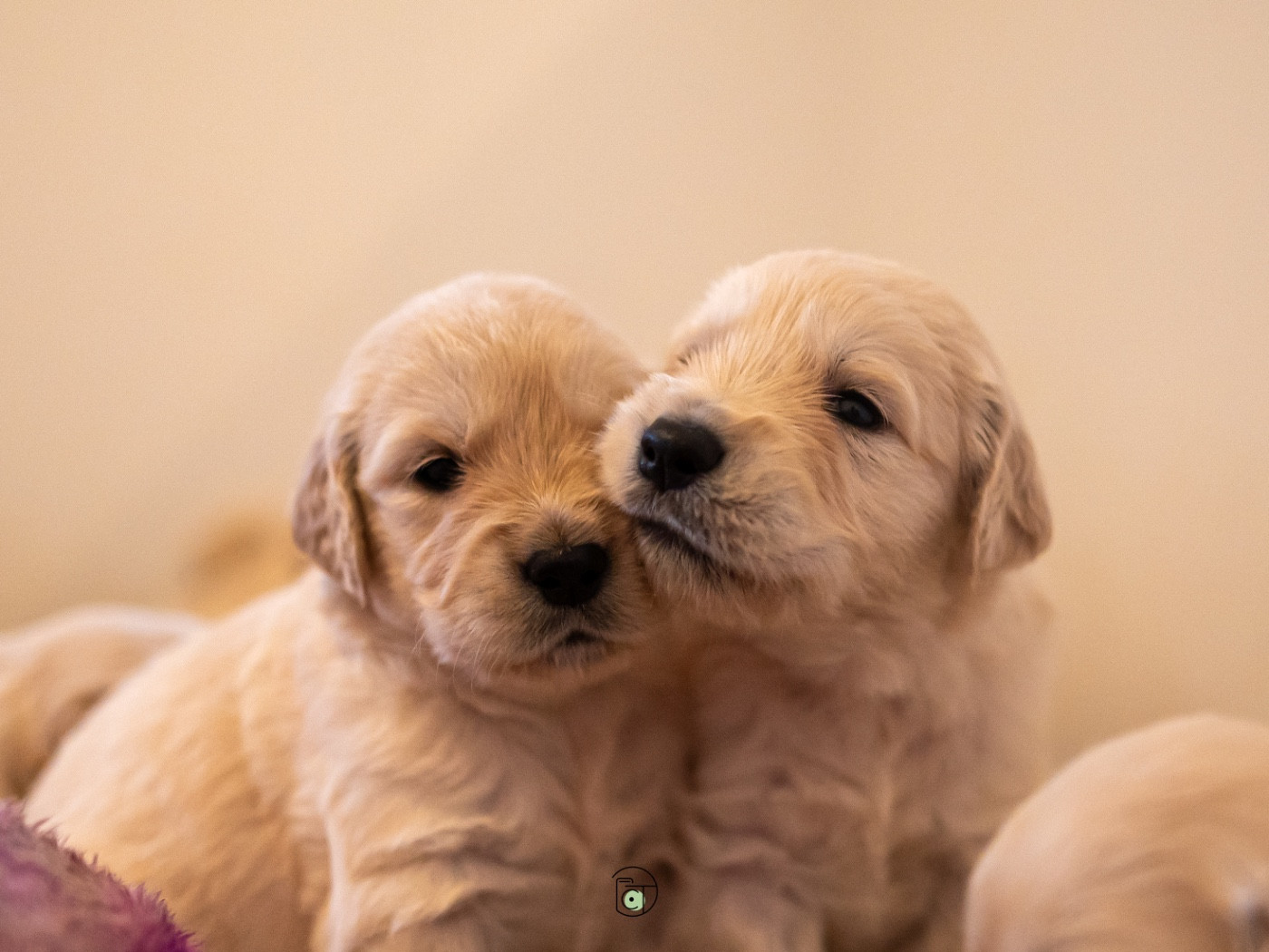 Gold Heaven - Chiots disponibles - Golden Retriever