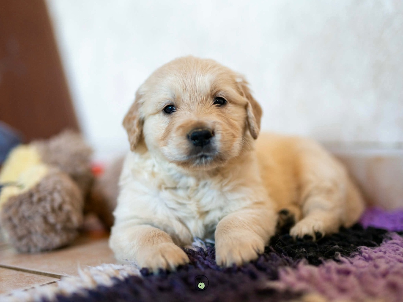 Gold Heaven - Chiots disponibles - Golden Retriever