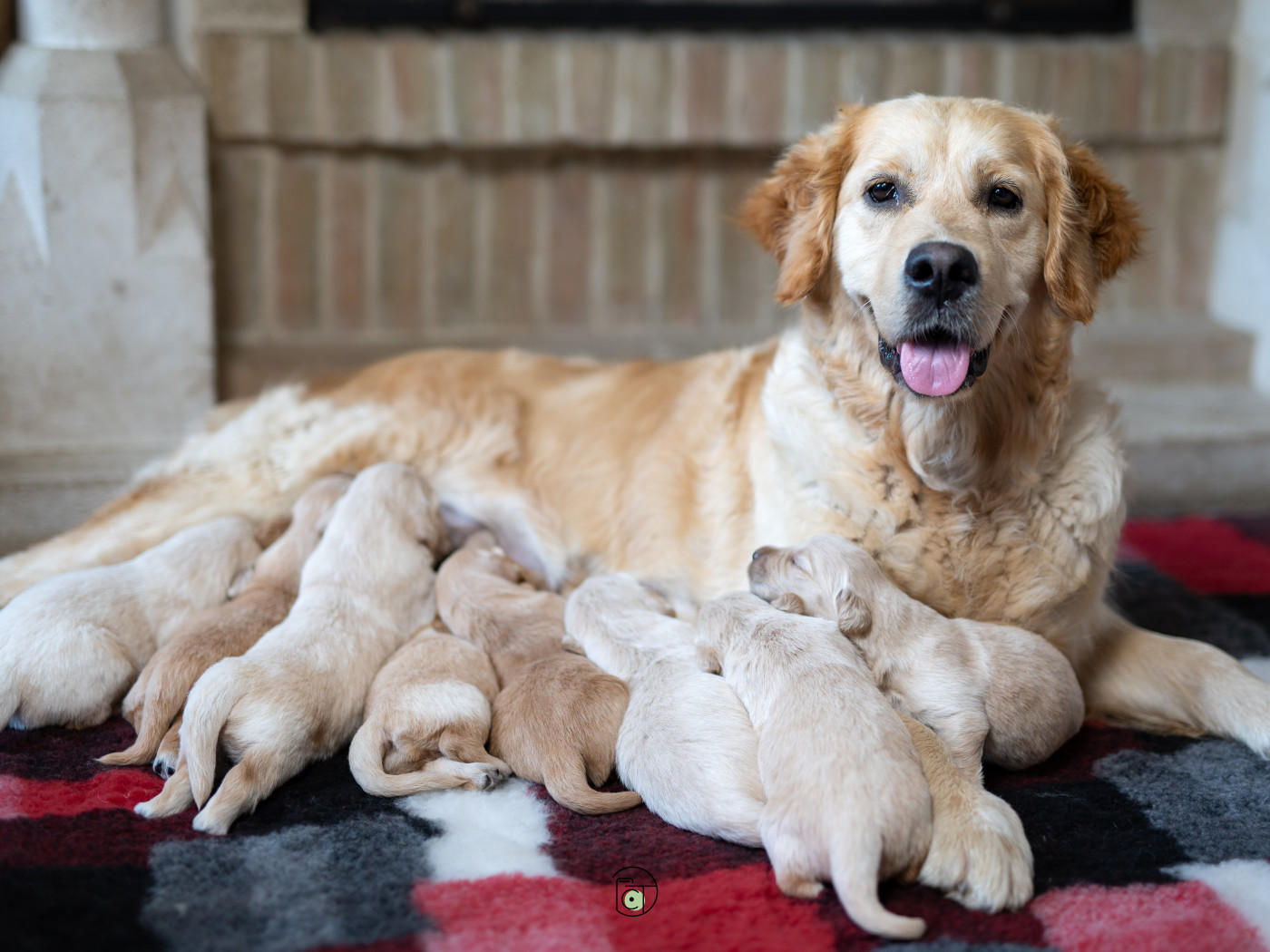 Chiot Golden Retriever Gold Heaven