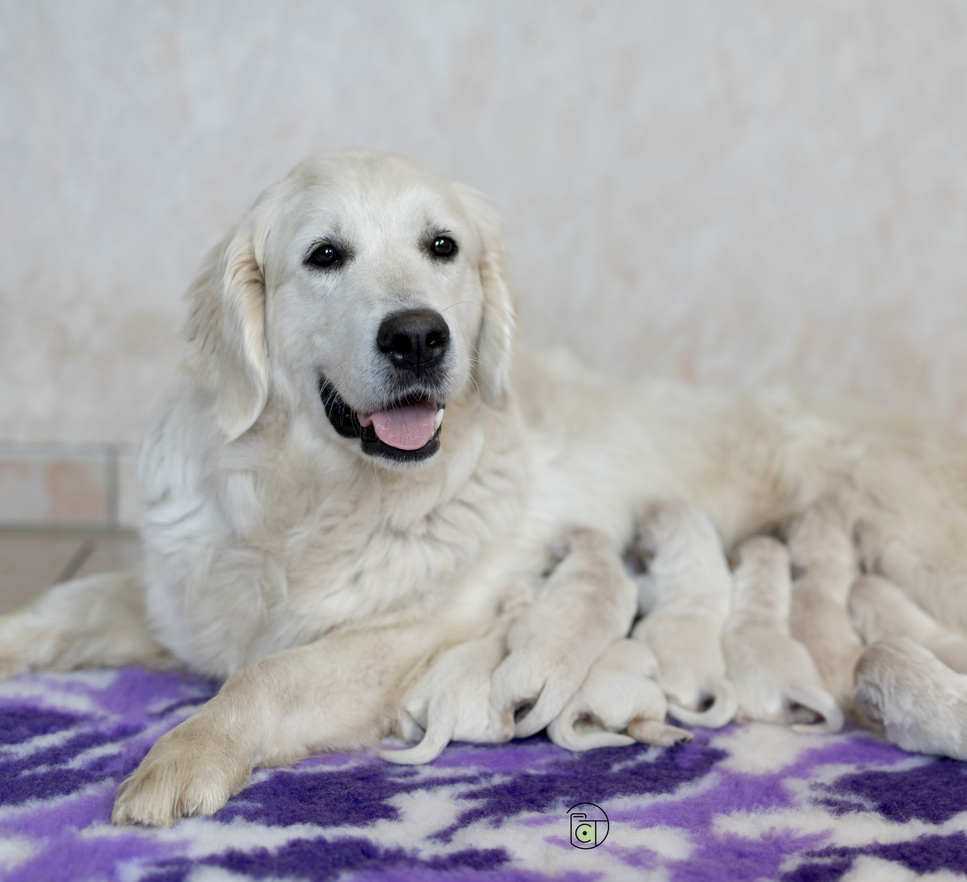 Chiot Golden Retriever Gold Heaven