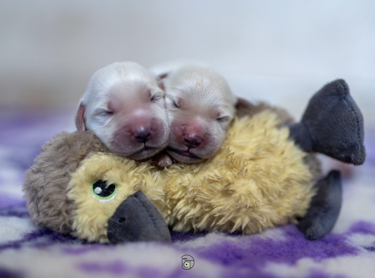 Gold Heaven - Chiots disponibles - Golden Retriever