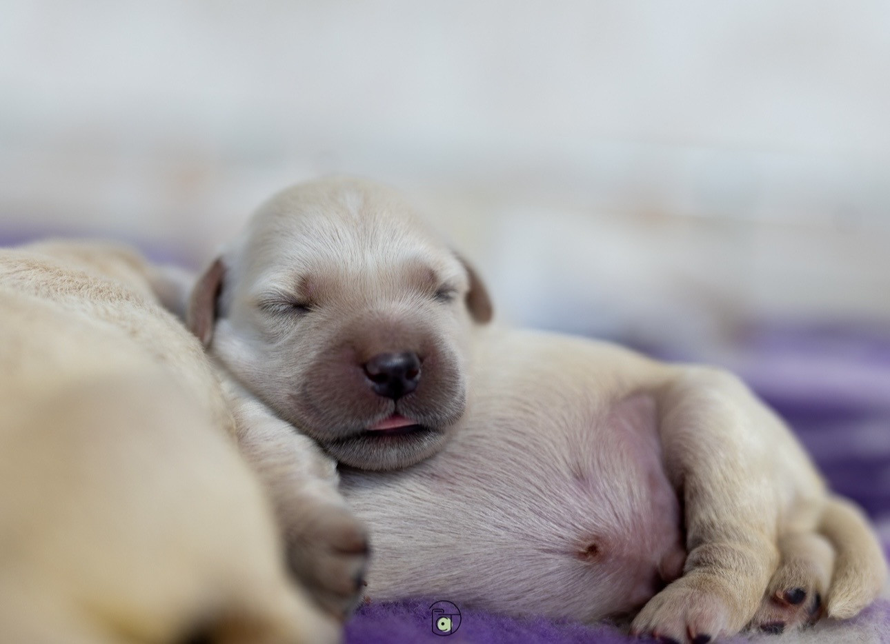 Gold Heaven - Chiots disponibles - Golden Retriever