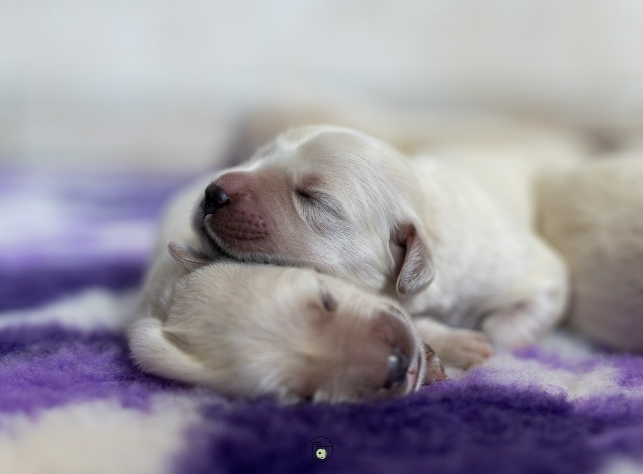 Gold Heaven - Chiots disponibles - Golden Retriever
