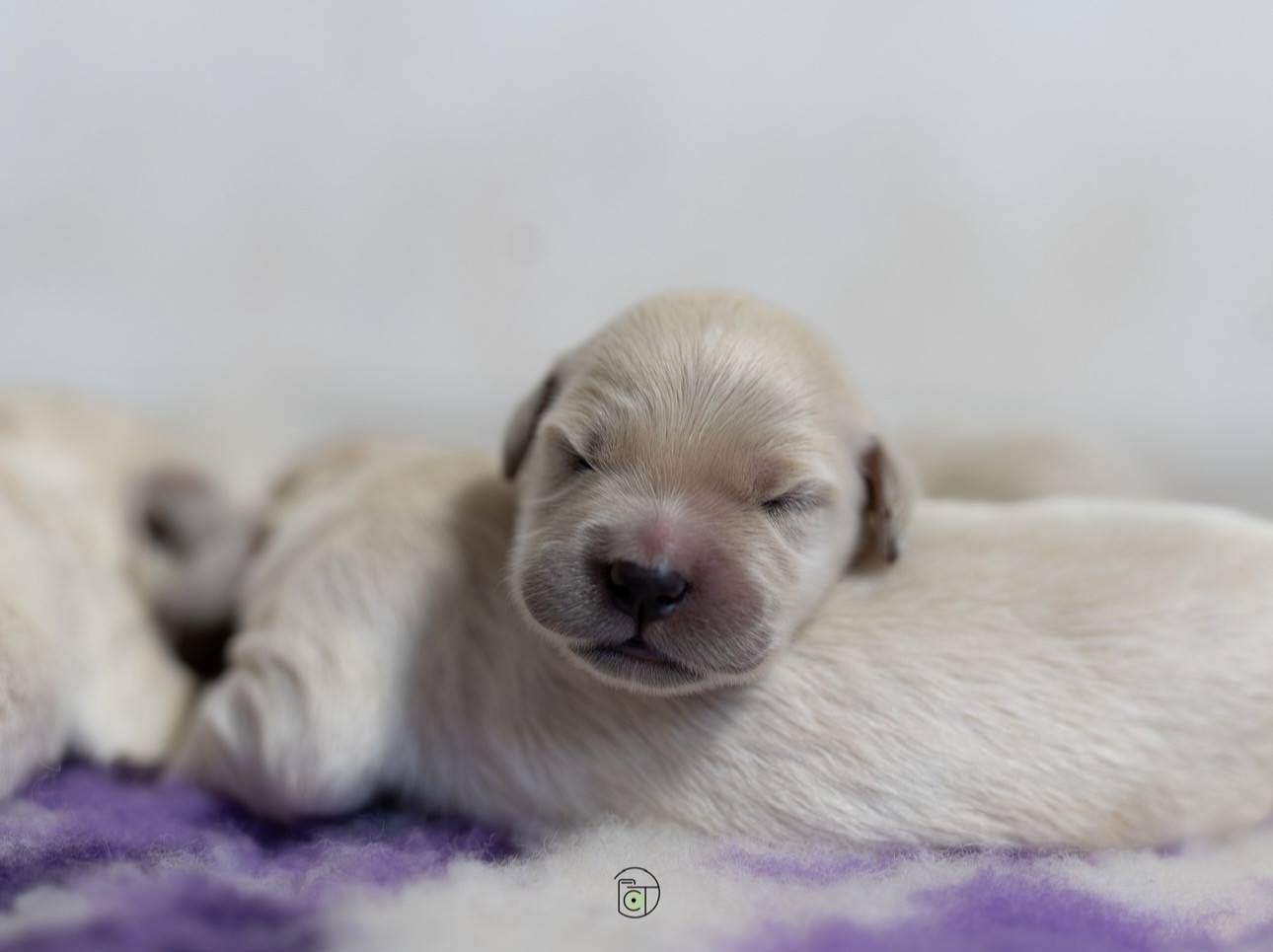 Gold Heaven - Chiots disponibles - Golden Retriever