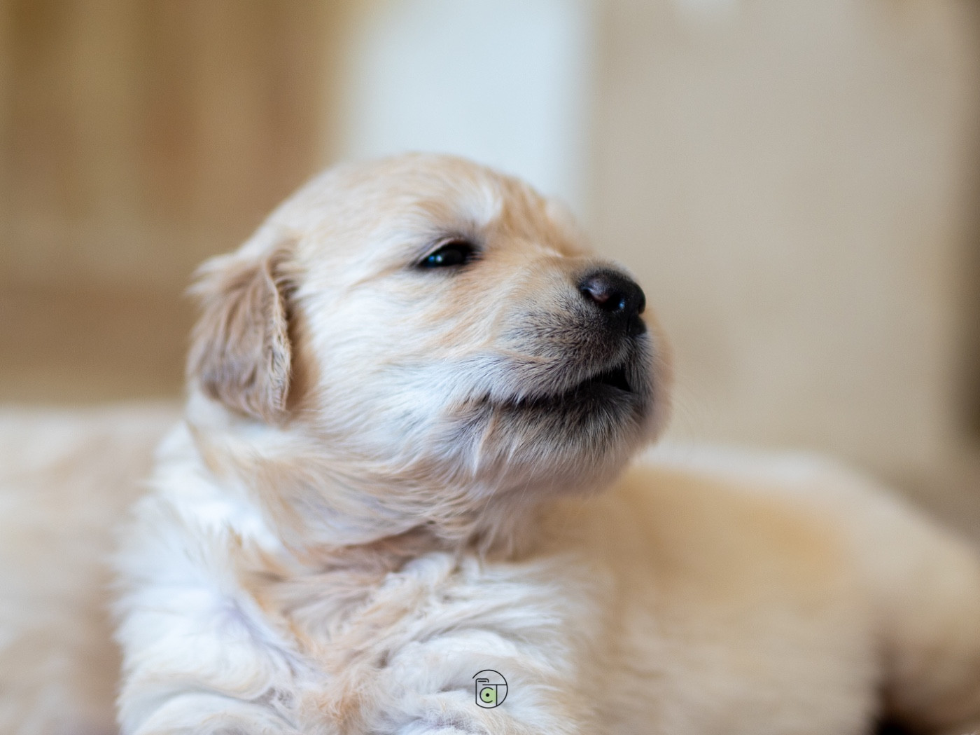 Gold Heaven - Chiots disponibles - Golden Retriever