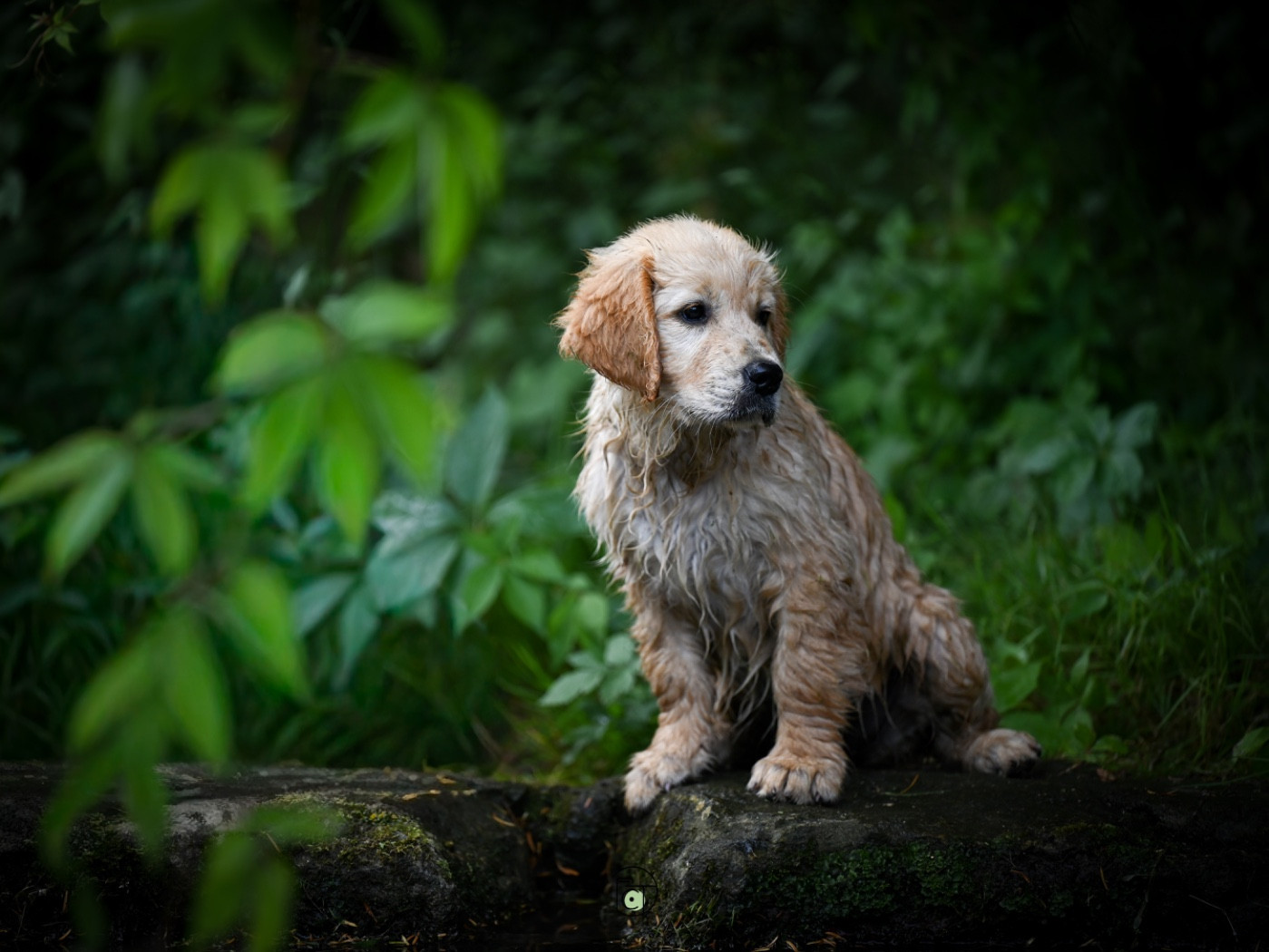 Gold Heaven - Chiots disponibles - Golden Retriever