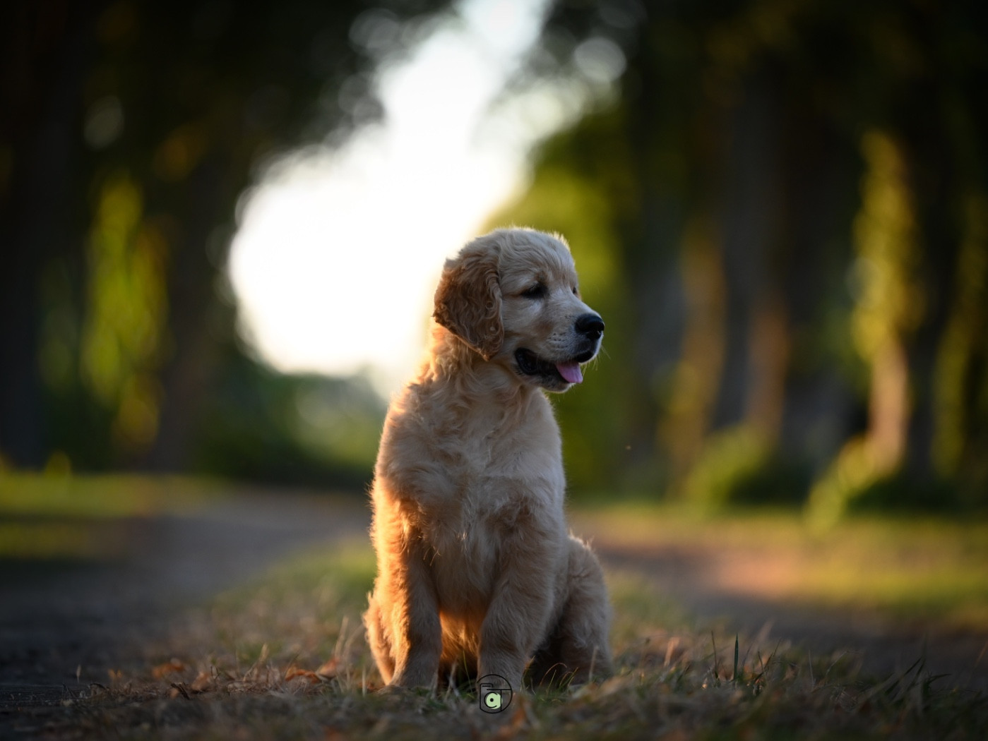 Gold Heaven - Chiots disponibles - Golden Retriever
