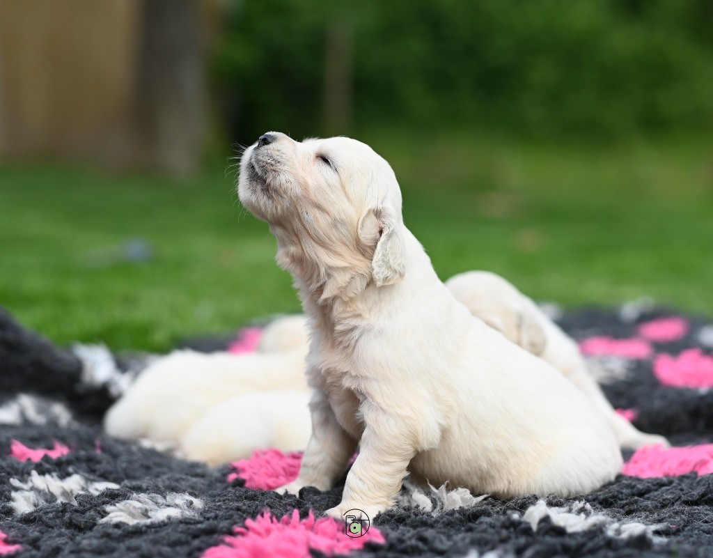 Gold Heaven - Chiots disponibles - Golden Retriever