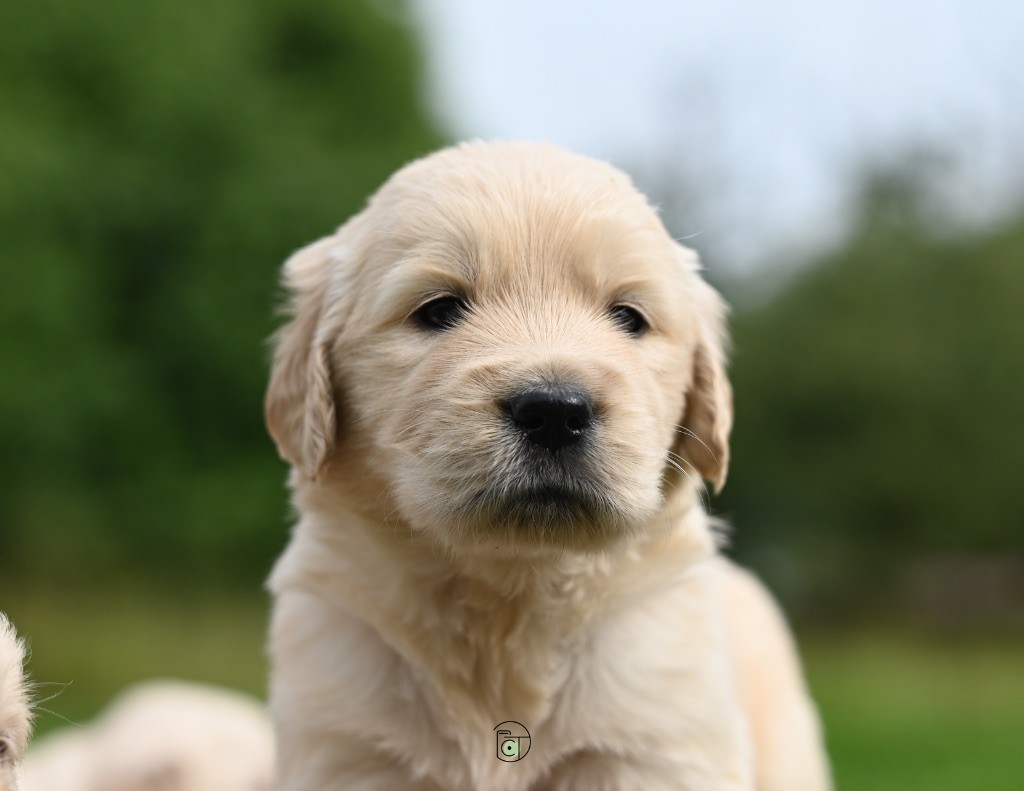 Gold Heaven - Chiots disponibles - Golden Retriever