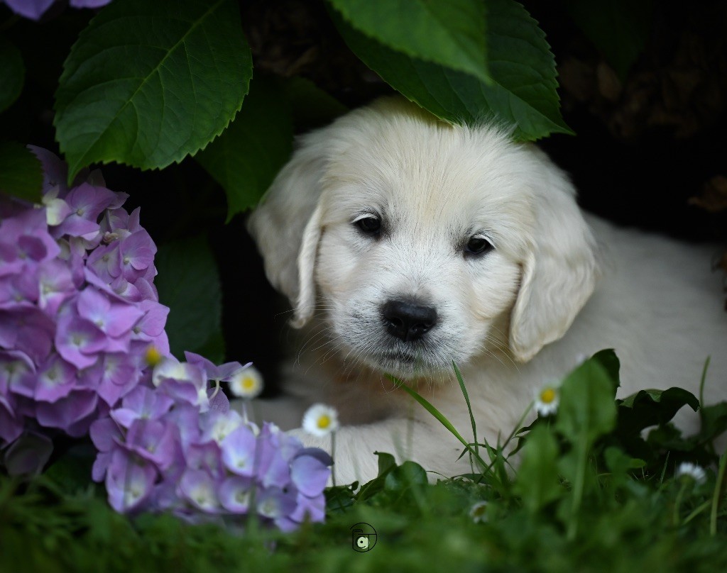 Gold Heaven - Chiots disponibles - Golden Retriever