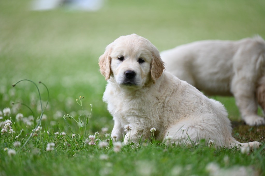 Gold Heaven - Chiots disponibles - Golden Retriever
