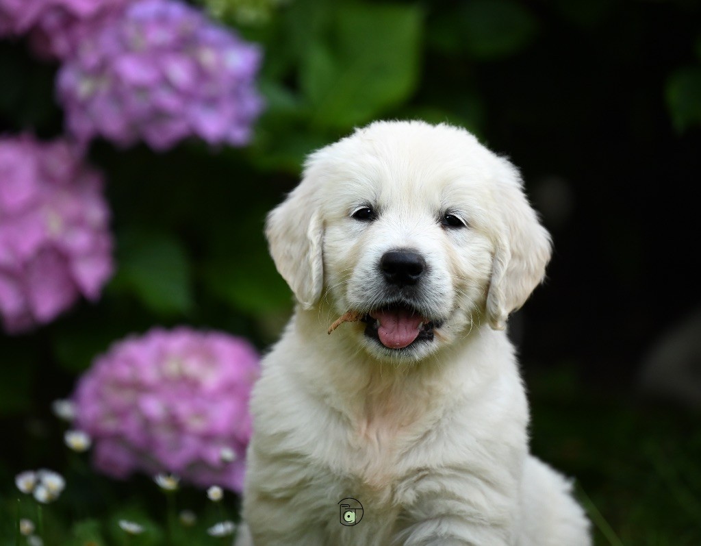 Gold Heaven - Chiots disponibles - Golden Retriever