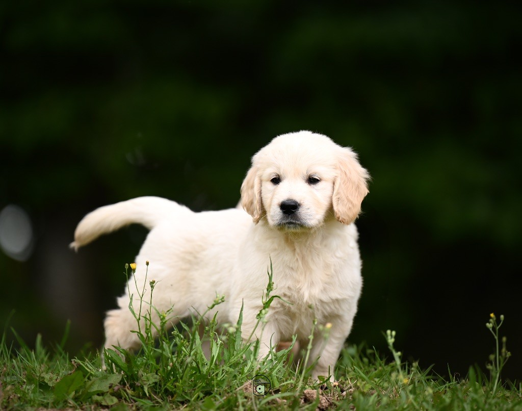 Gold Heaven - Chiots disponibles - Golden Retriever