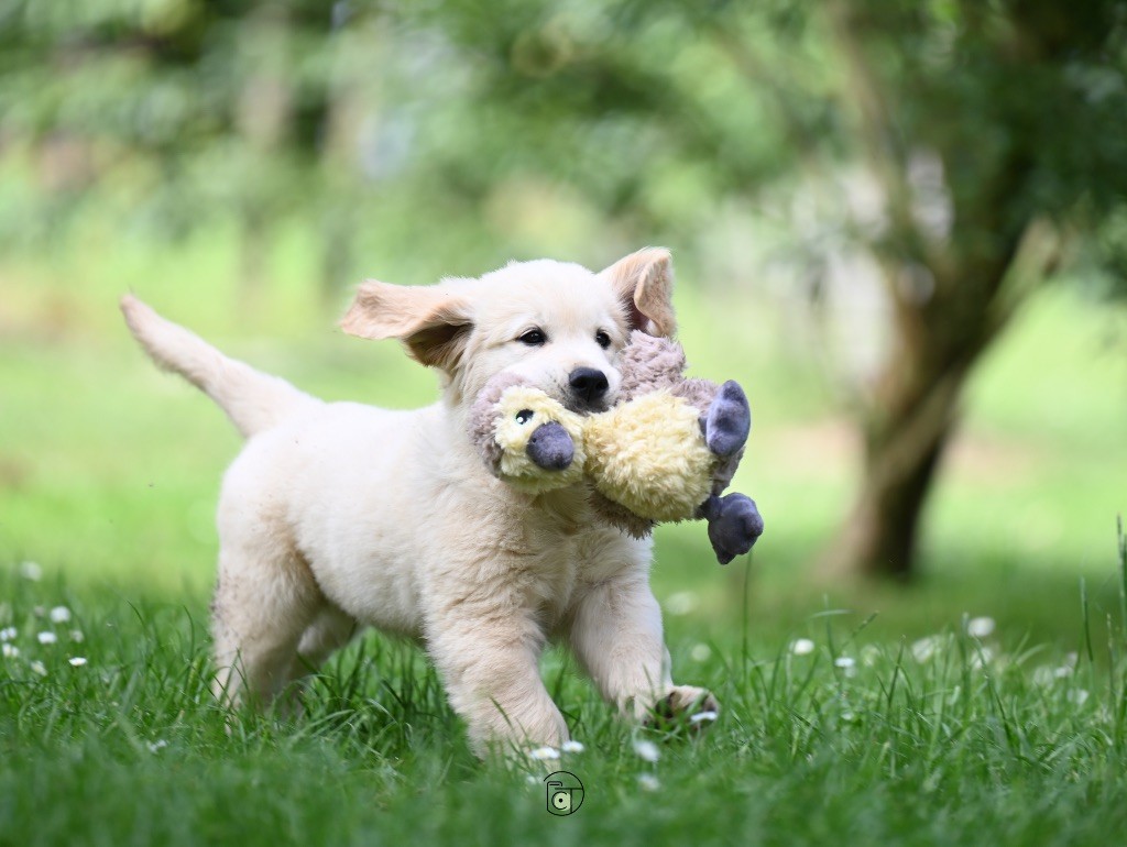 Gold Heaven - Chiots disponibles - Golden Retriever