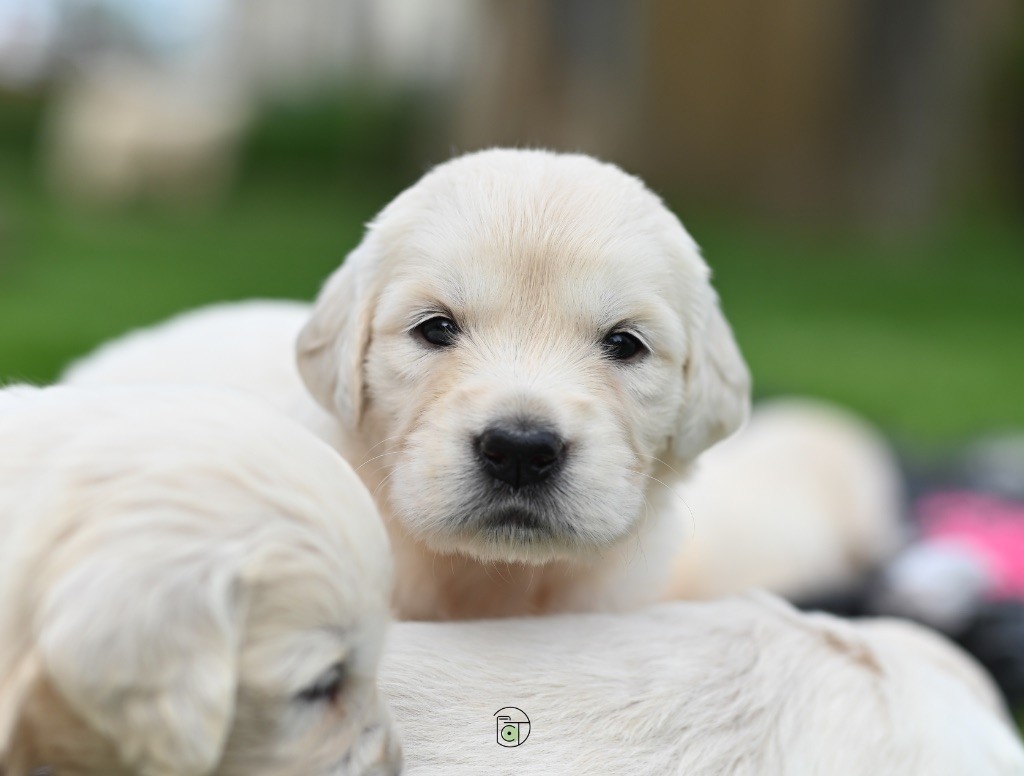 Gold Heaven - Chiots disponibles - Golden Retriever