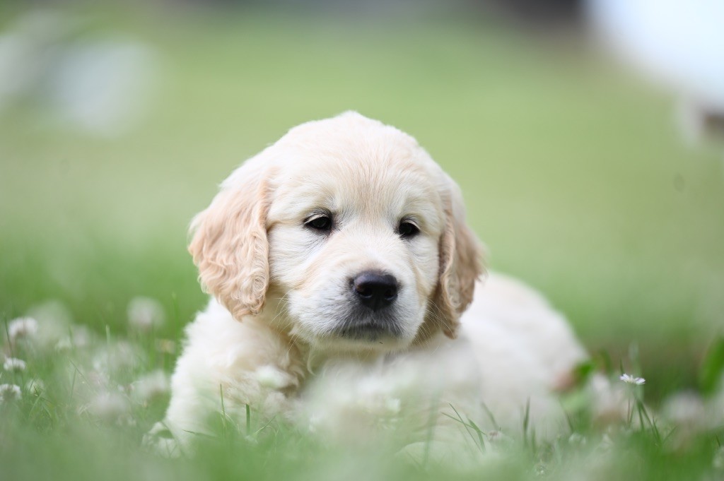 Gold Heaven - Chiots disponibles - Golden Retriever