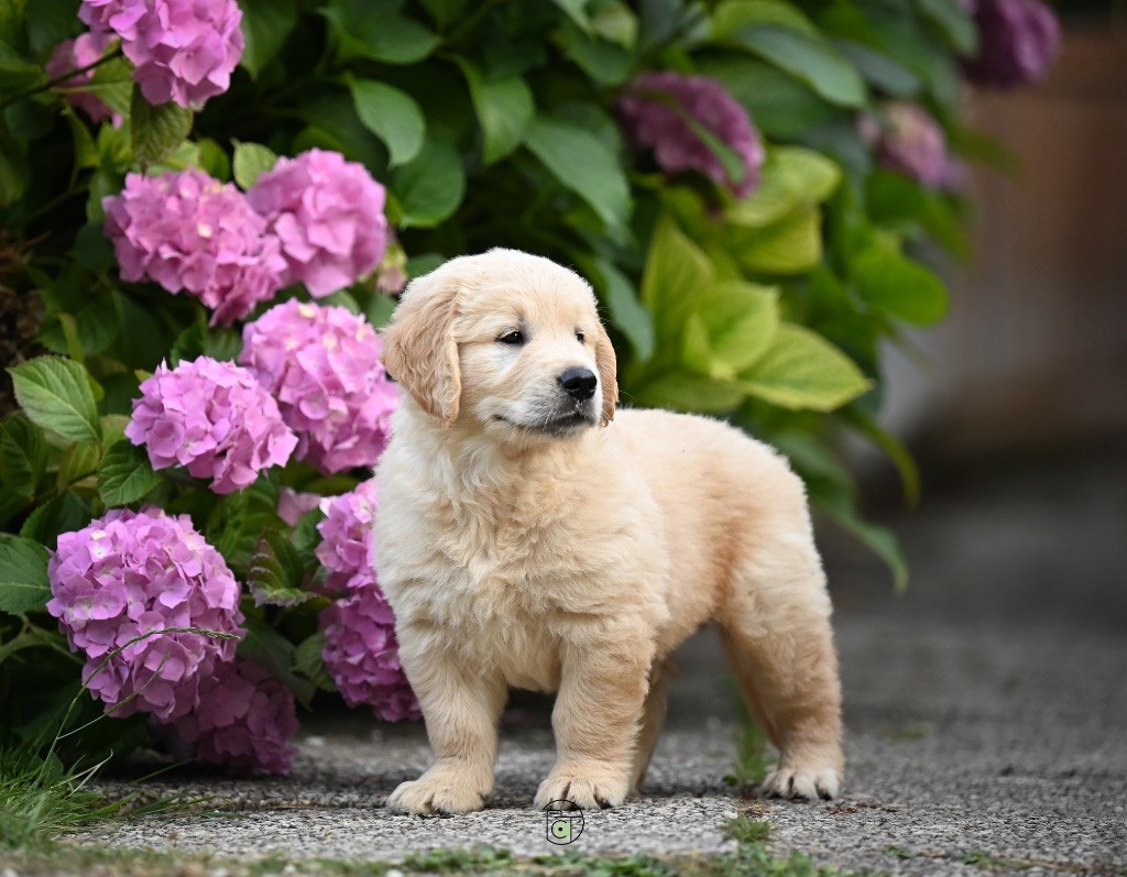 Gold Heaven - Chiots disponibles - Golden Retriever