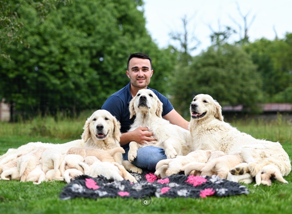 Chiot Golden Retriever Gold Heaven