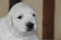 CHIOT