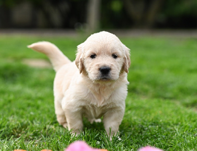 CHIOT 1
