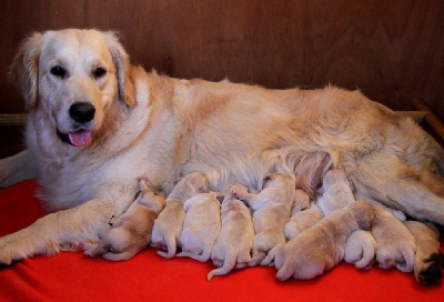 CHIOT