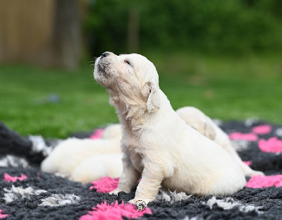 CHIOT 3