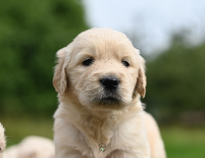 CHIOT 2