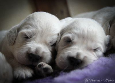 CHIOT