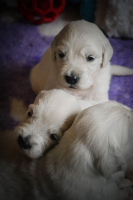 CHIOT