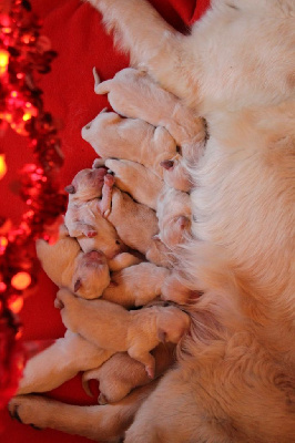 CHIOT
