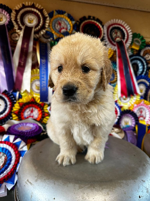 CHIOT