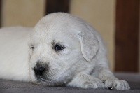 CHIOT