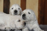 CHIOT