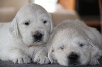 CHIOT