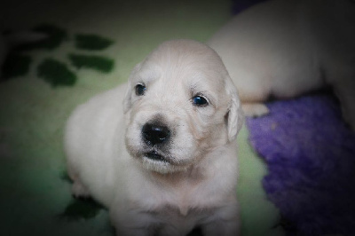 CHIOT