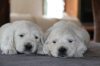 CHIOT