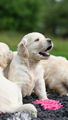 CHIOT 