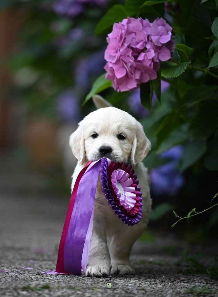 Gold Heaven - Chiots disponibles - Golden Retriever