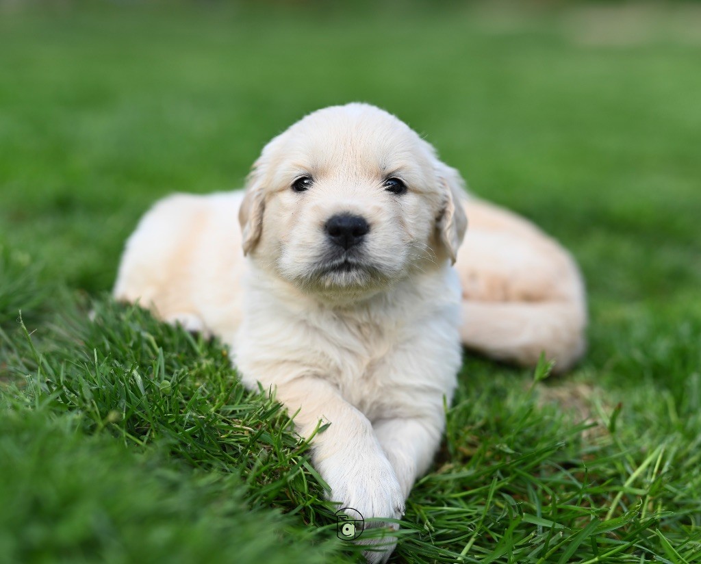 Gold Heaven - Chiots disponibles - Golden Retriever