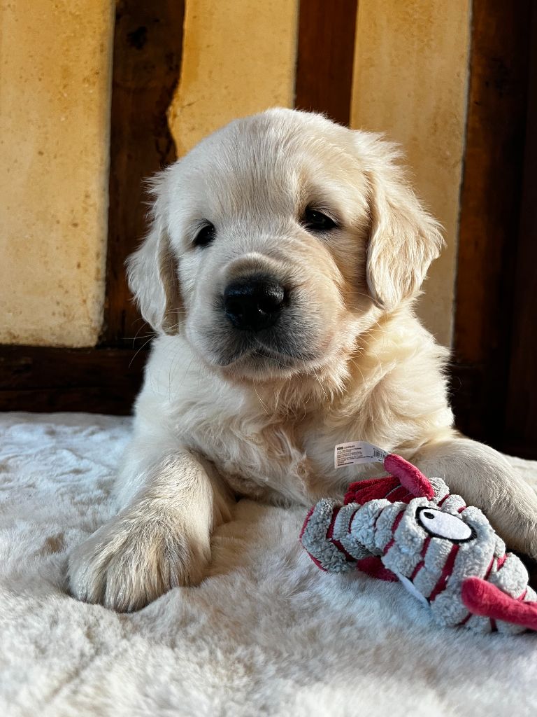 Chiot Golden Retriever Gold Heaven