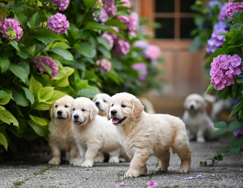 Gold Heaven - Golden Retriever - Portée née le 15/05/2025