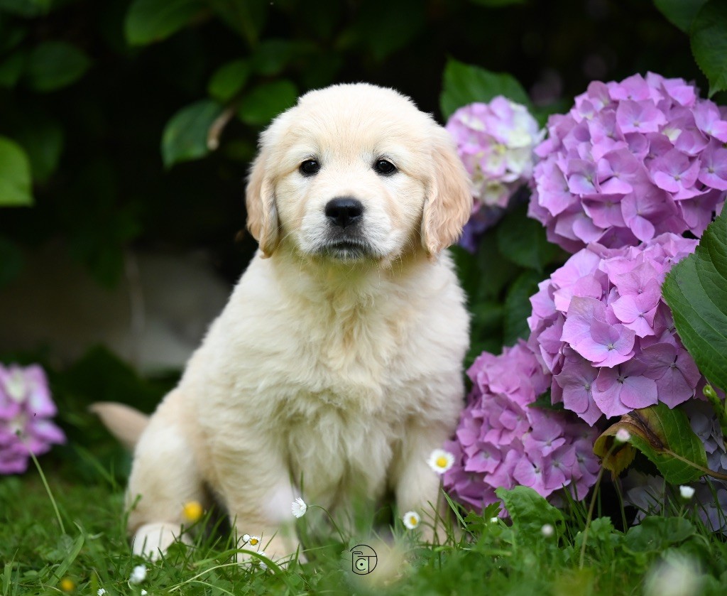 Gold Heaven - Chiots disponibles - Golden Retriever