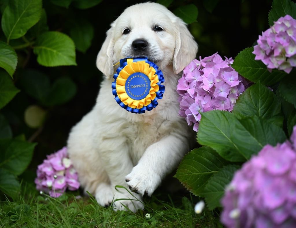 Gold Heaven - Chiots disponibles - Golden Retriever