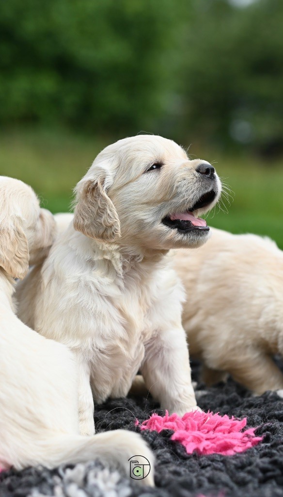 Gold Heaven - Chiots disponibles - Golden Retriever